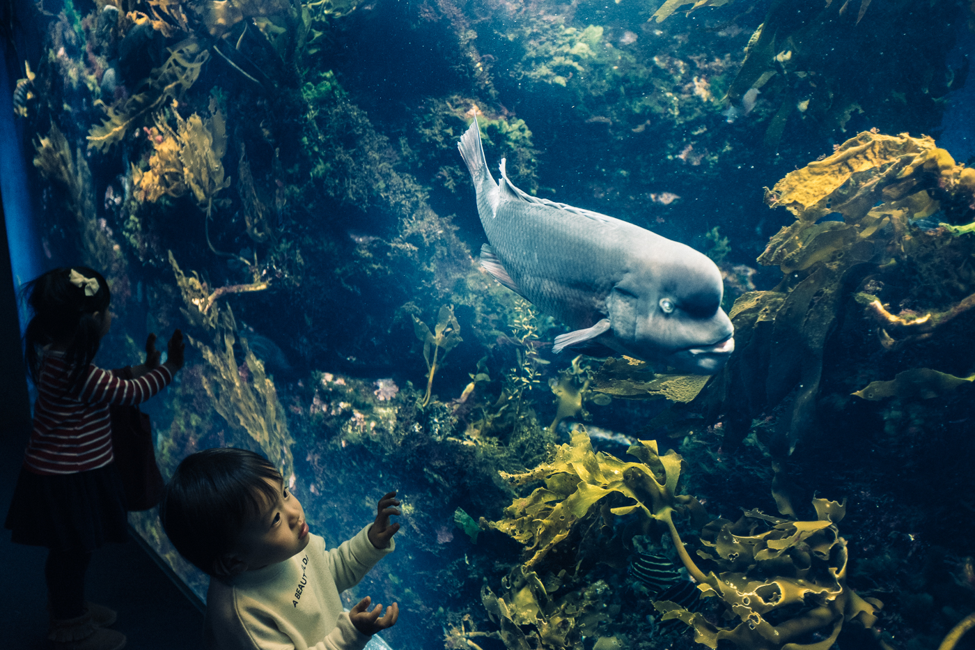Un enfant est fasciné par le gros poisson visible derrière les vitres de l'aquarium d'Enoshima