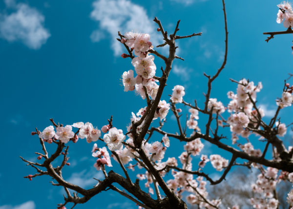 Fleurs de cerisiers d'Osaka