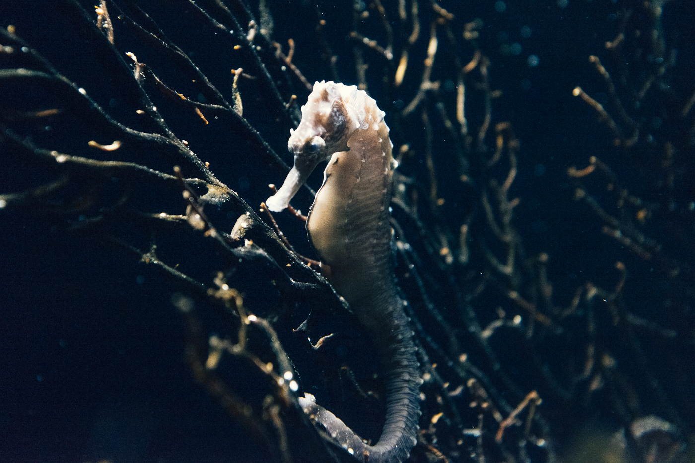 Un hippocampe dans l'aquarium d'Enoshima