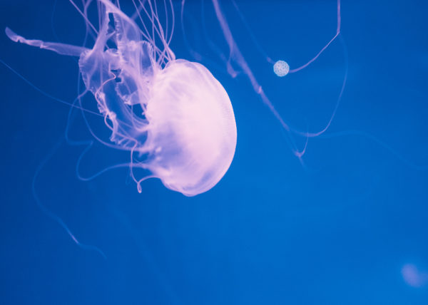 Une méduse dans l'aquarium d'enoshima