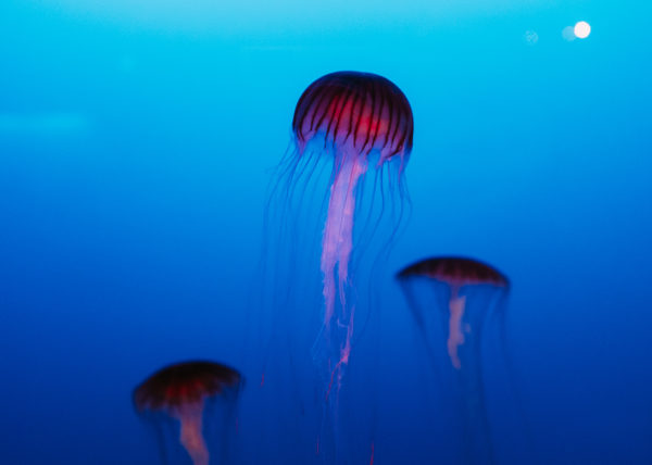 Trois méduses rouges dans l'aquarium d'enoshima