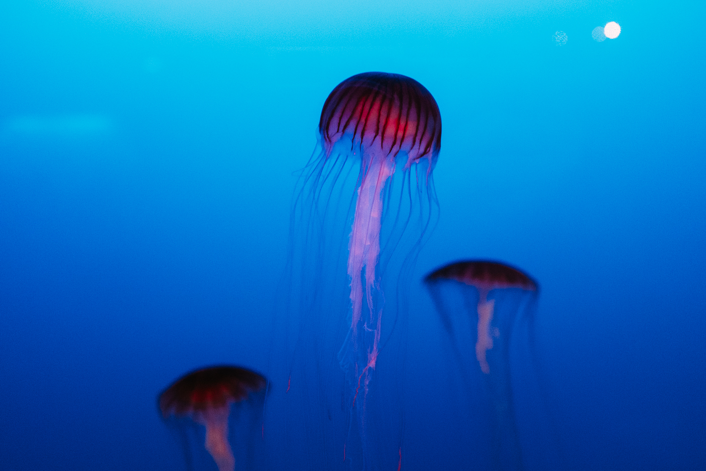 Trois méduses rouges dans l'aquarium d'enoshima