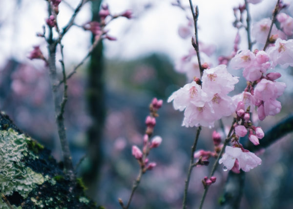 cerisiers en fleurs à Kofu, symbole du printemps japonais